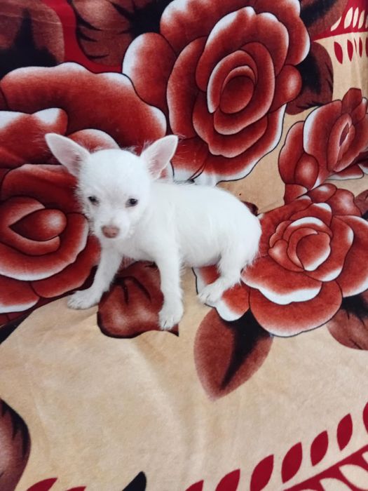 Мини Чихуахуа момченцe