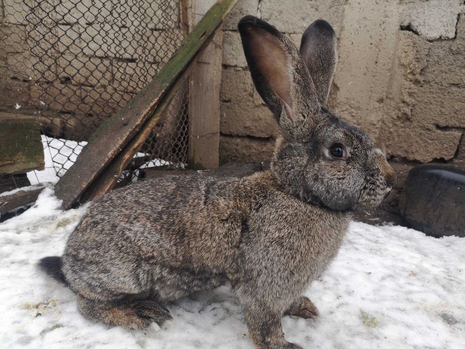 Femelă Uriaș German gri fier – calitate bună!