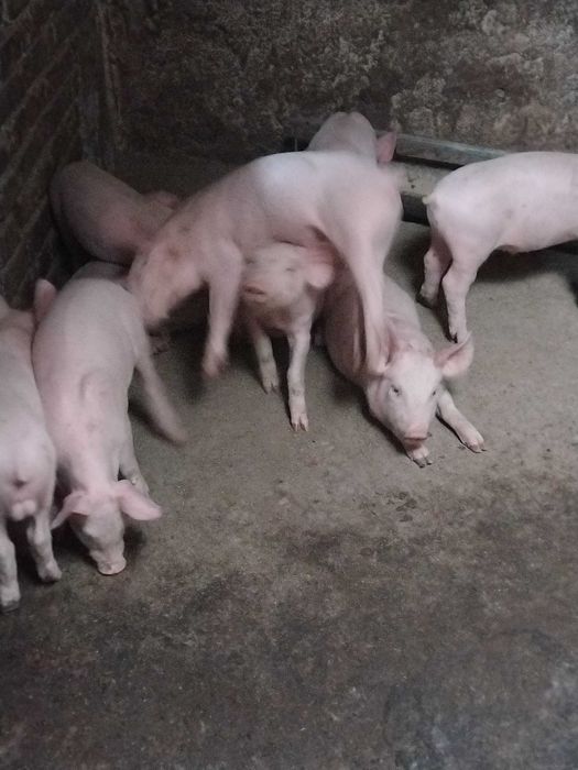 Продавам прасенца