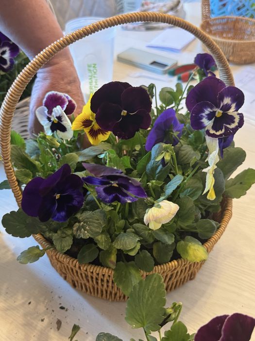 Цветы в корзинках с Виолами на 8 марта!