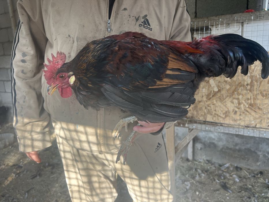 Әтештер сатамын! Продам петухов!