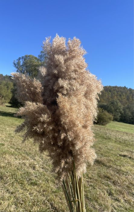 Пампаска трева за декорация