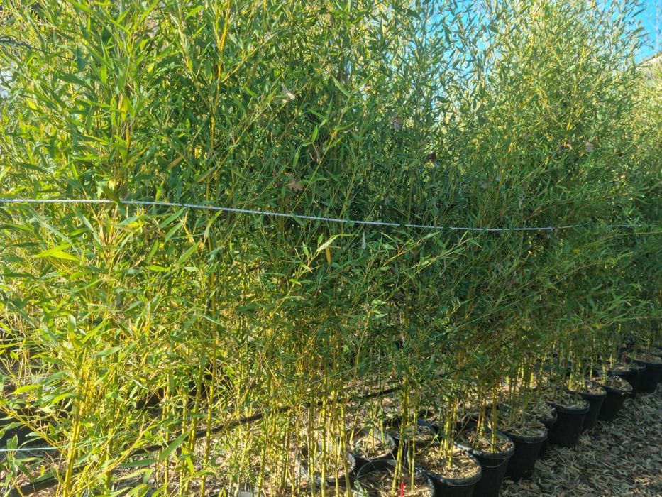 Bambus vescnic verde la ghiveci rezistent iarna