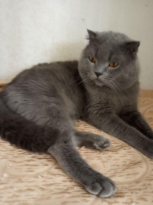 Кот Скотиш (Шотландской породы) ищет невесту! Вязка.