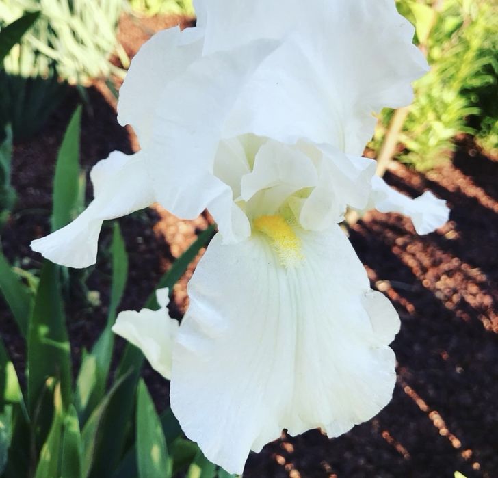 Ирисы высокорослые