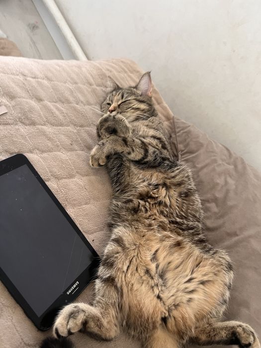Кошка бесплатно.