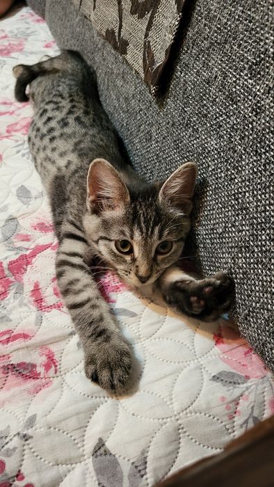 Кошечка Муся Бесплатно