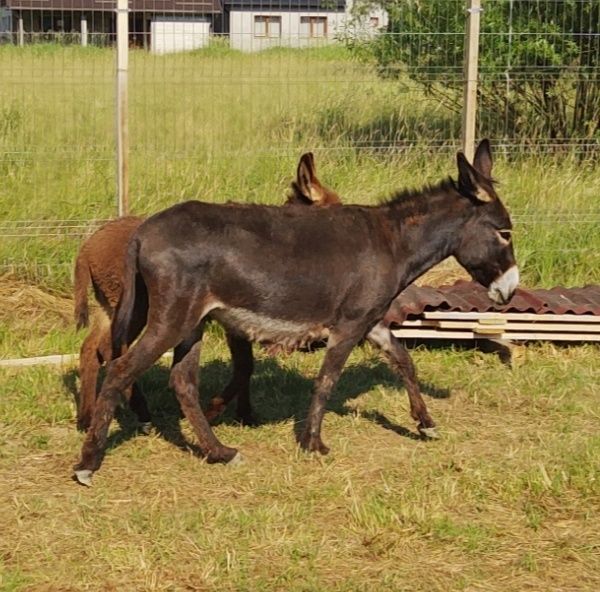 Măgăriță cu mânz gestanta