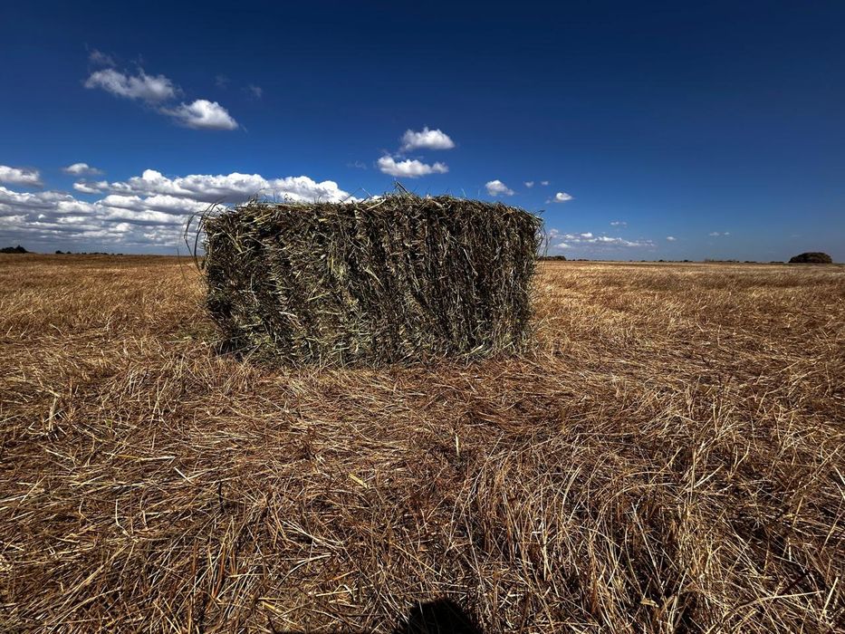 Продам сено луговое