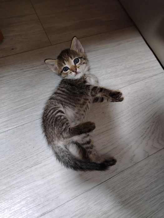 Отдам котят в добрые руки