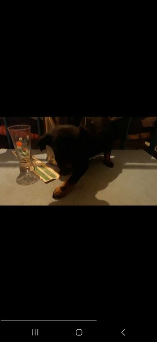 Щенки в добрые руки