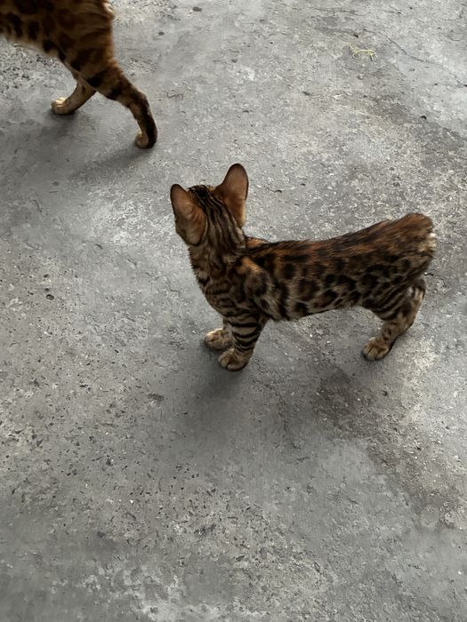 Кошка Бенгальское