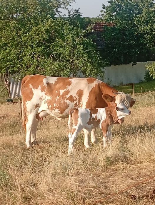 Vând juninca de doi ani jumate cu vițel de o săptămână