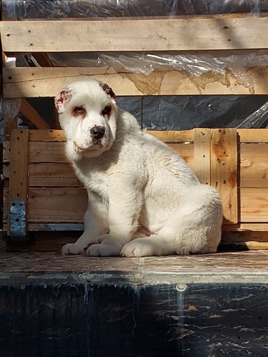 Продаётся алабай