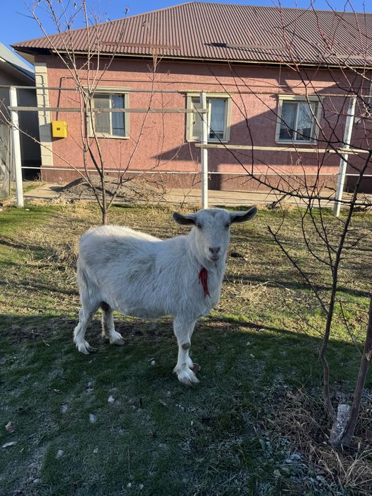Ешкі сатылады Занин