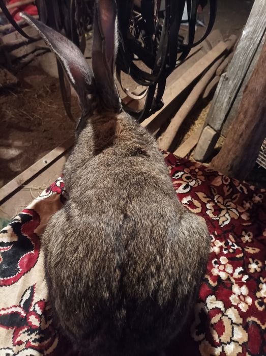 Vând masculi, femele și pui de UG