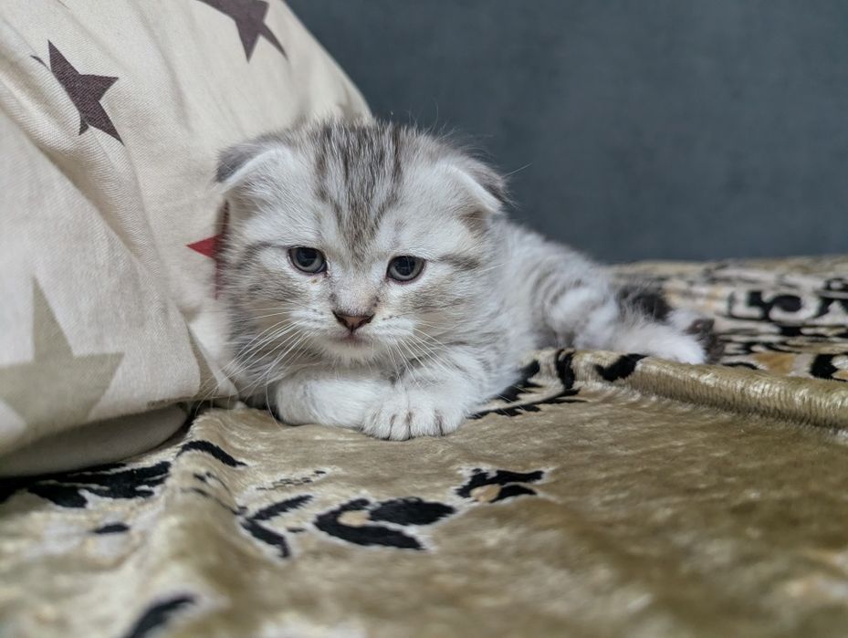 Шотландские Вислоухие Котята