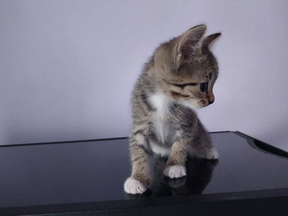 Отдам даром котят