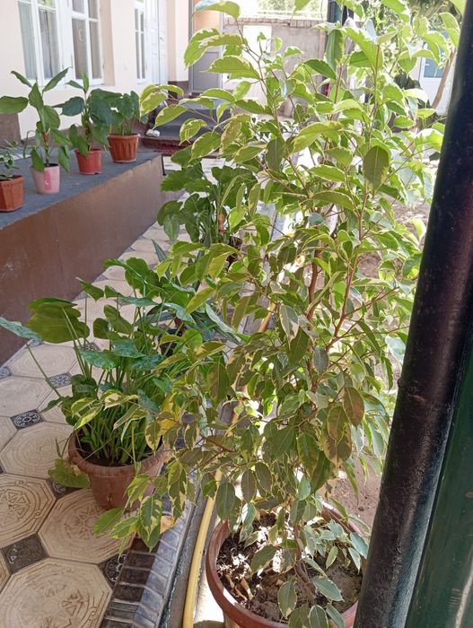 Chiroyli honaki gullar