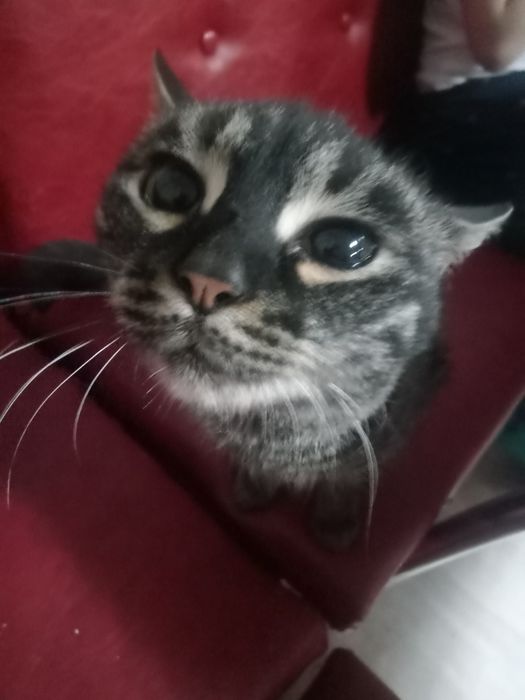 Отдам кошечку в хорошие руки