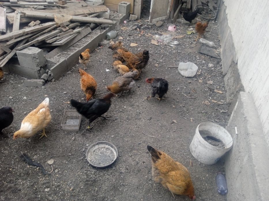 Куры цыплята продам