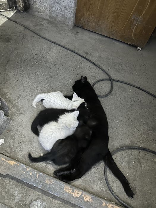 Отдаю котят в добрые руки