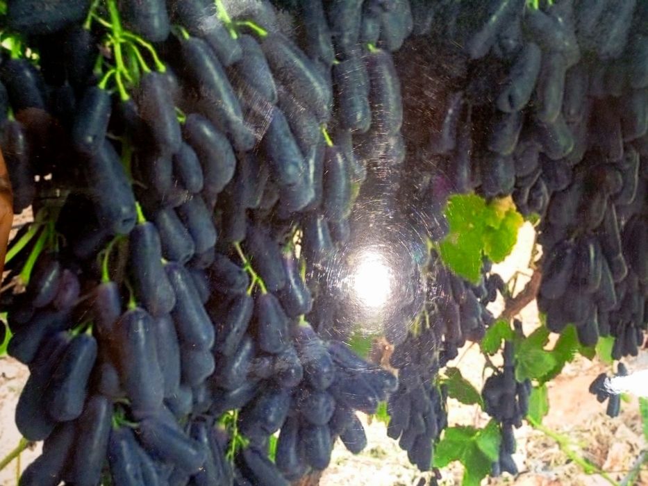 Mevali ko'chatlar va dekaratif daraxtlar  100% ishonchli va garantiya