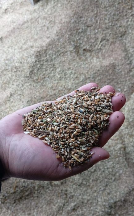 Зерноотходы пщеничная