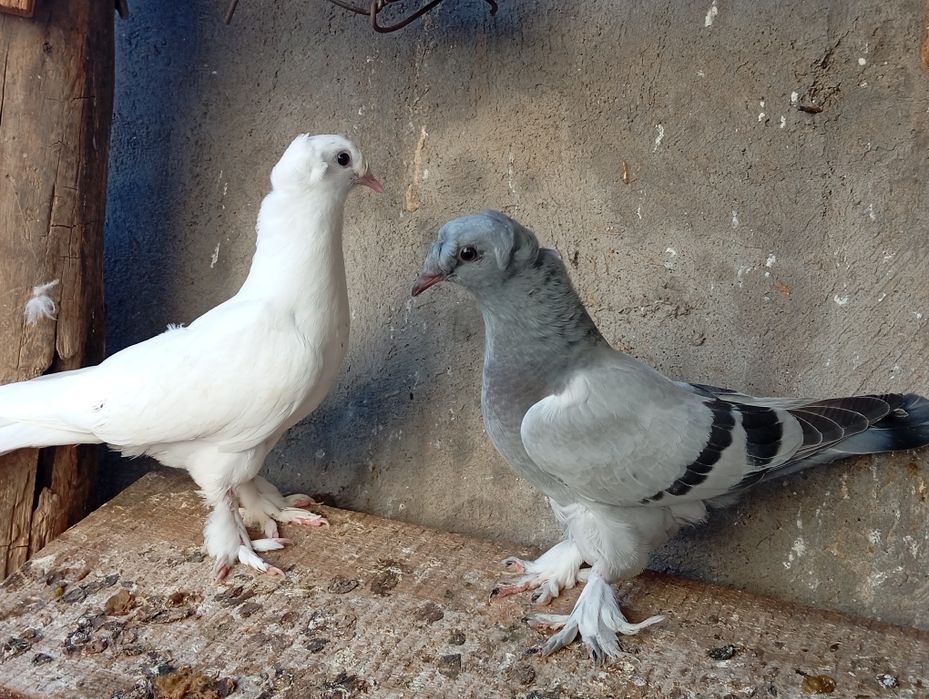 Голуби турецкая такла