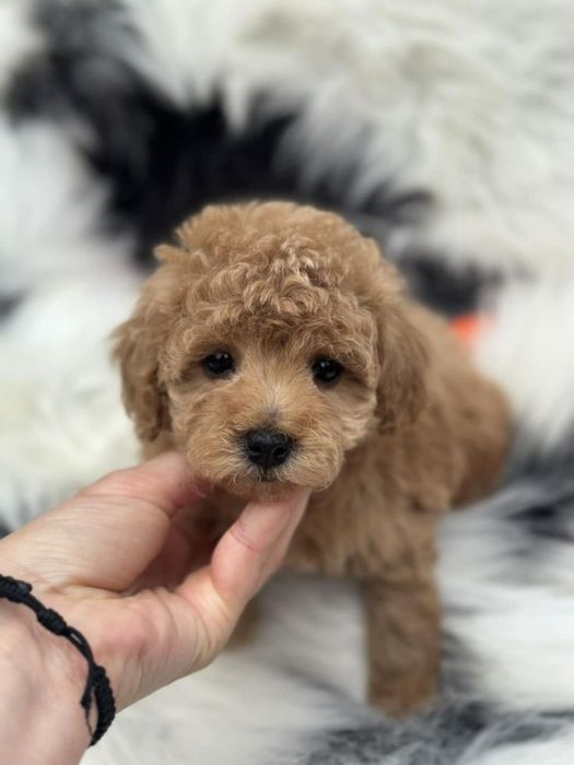 Caniche poodle apricot mini toy