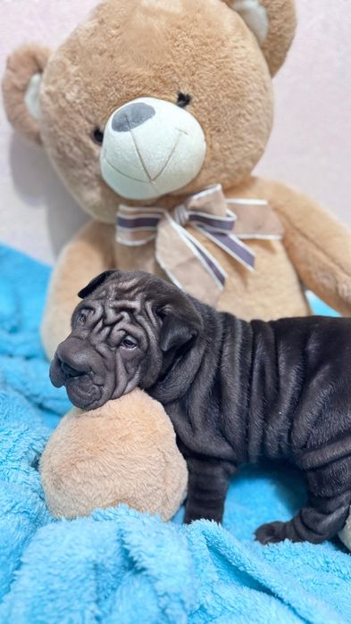 Продажа щенков шарпей