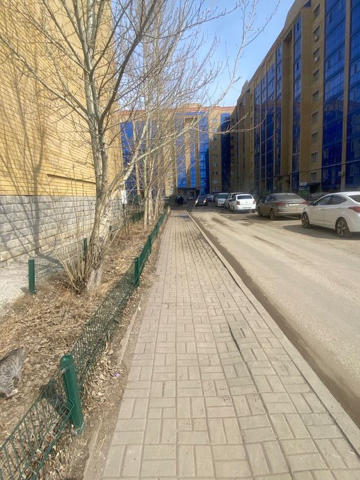 Кошка шотландский