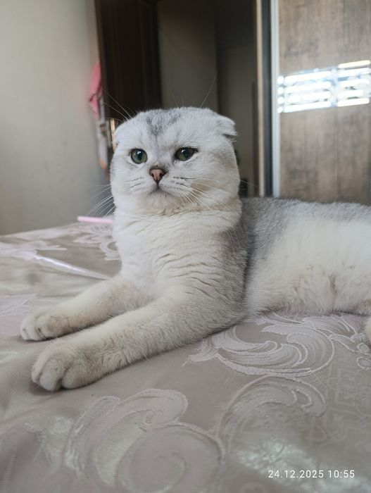 Vyazkaga (juftlash uchun) zotli mushuk