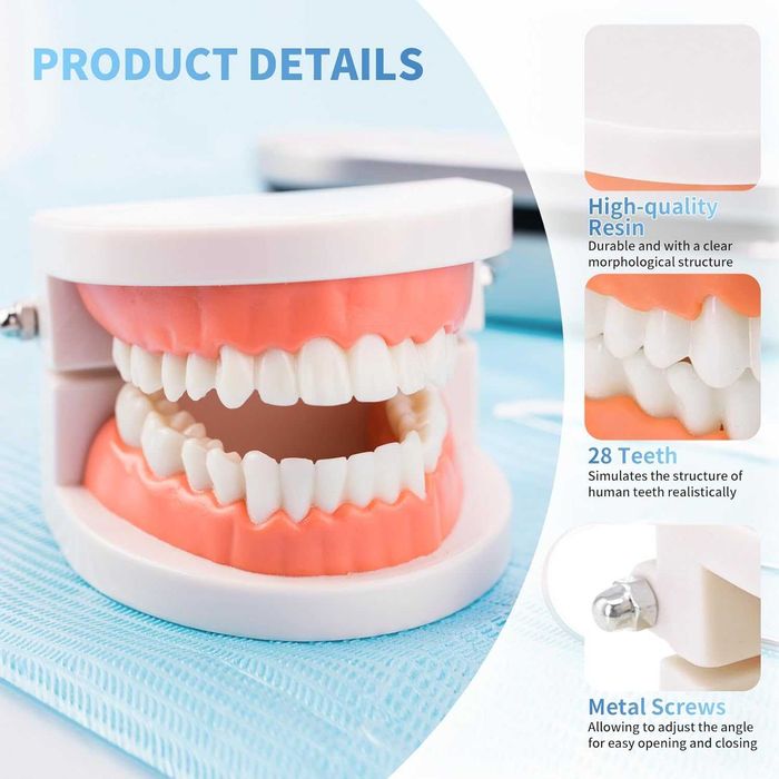 Model Dentar Educational Dinti Demonstratii & Educatie Dentara 8x5.5cm