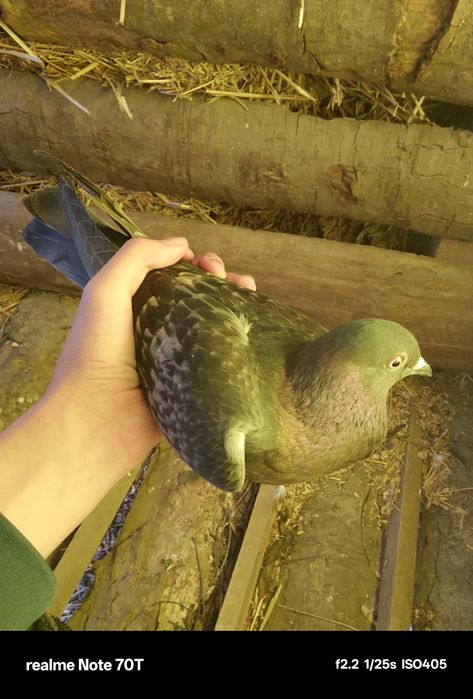 Porumbei pui și adulți