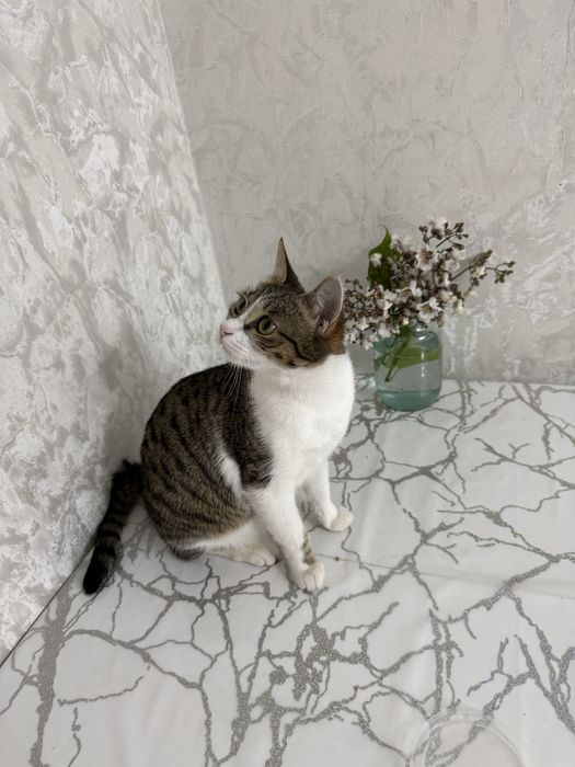 Кошечка 9 месяцев