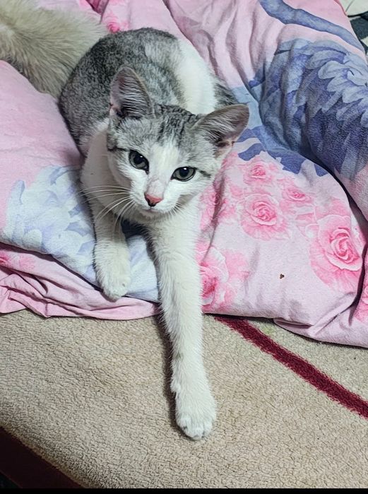 Отдам кошечку в добрые руки