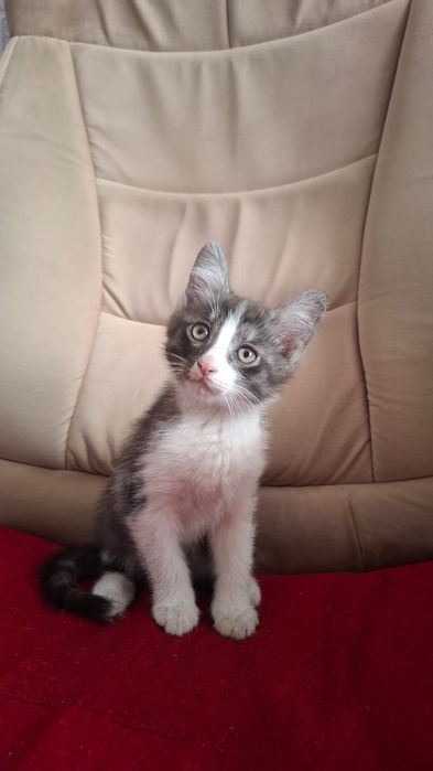 Котенок в добрые руки