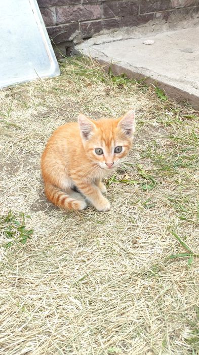 Отдам котят в добрые руки