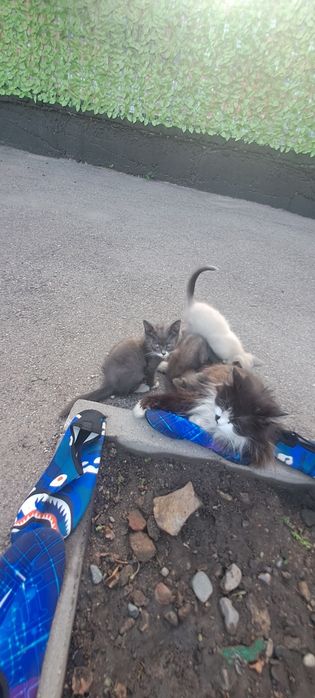 Отдам в добрые руки котять 4 шт