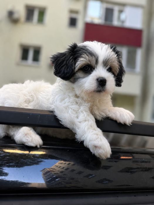 Shih tzu mini toy