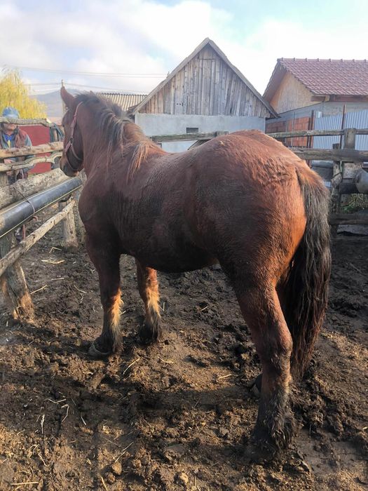 Vand mânz de 1 an si 7 luni