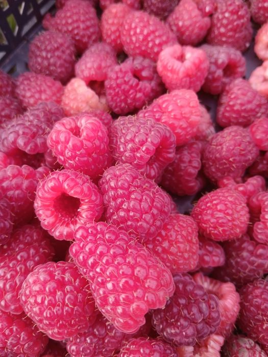 Продавам разсад Ягоди и Малини