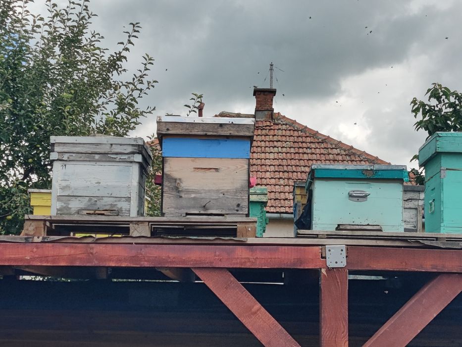 Vand familii de albine
