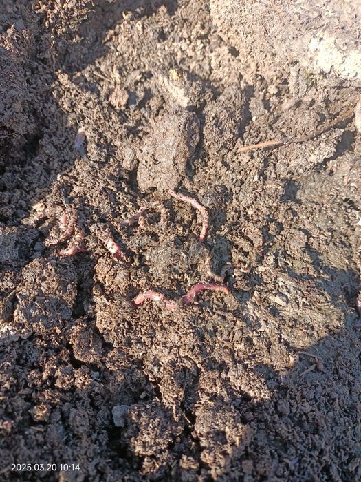 калифорниялык шылаушын