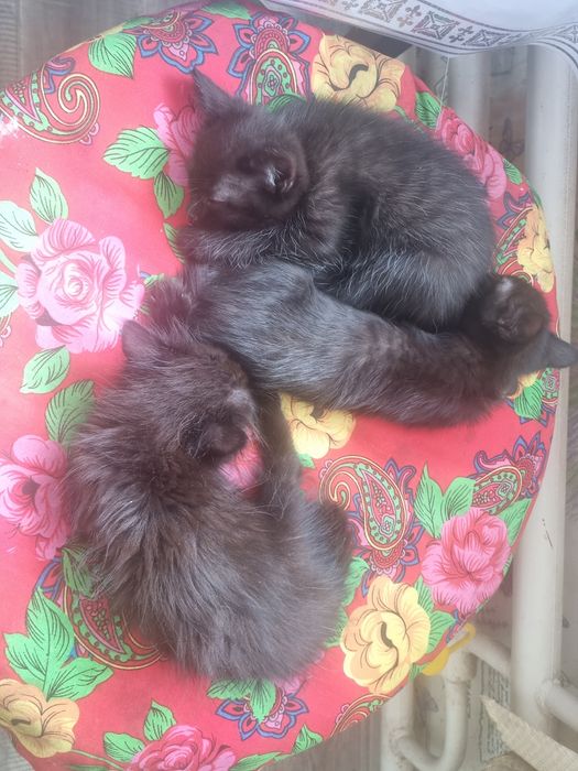 Котята черные даром