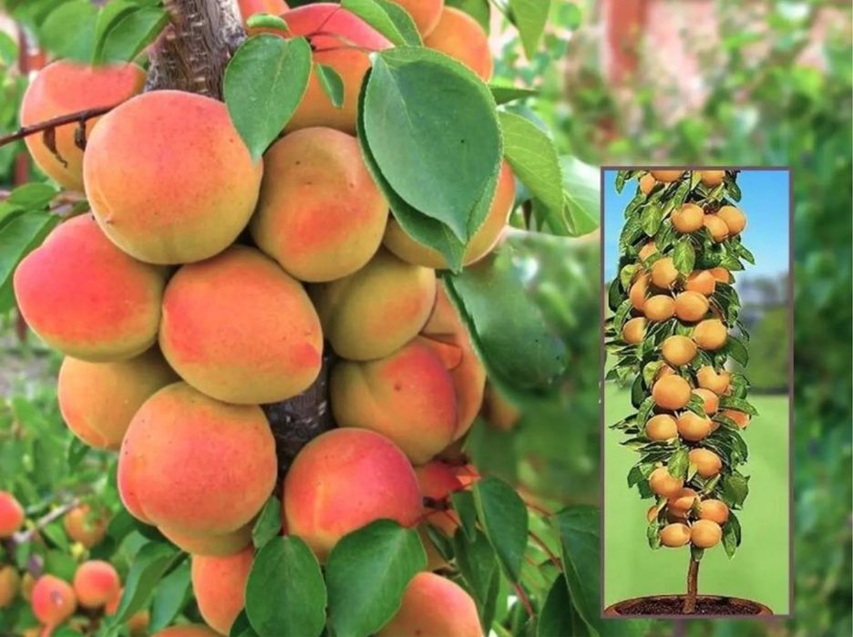 Pomi fructiferi columnari deosebiti