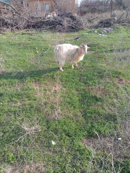 Ешкілер сатылады сүтті