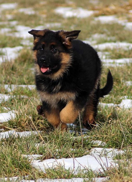 Pui ciobanesc german cu pedigree