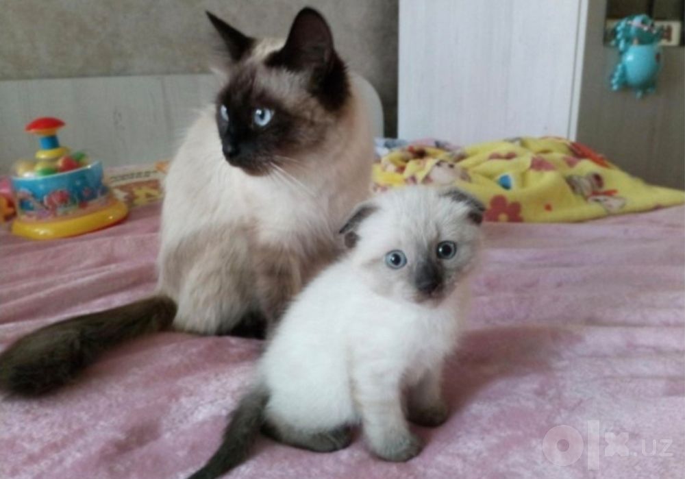 Сиамские котята чистокровные
